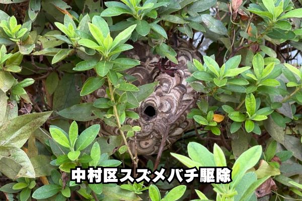 中村区　スズメバチ駆除