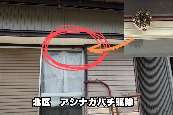 北区　アシナガバチ