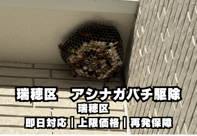 瑞穂区　アシナガバチ駆除　料金