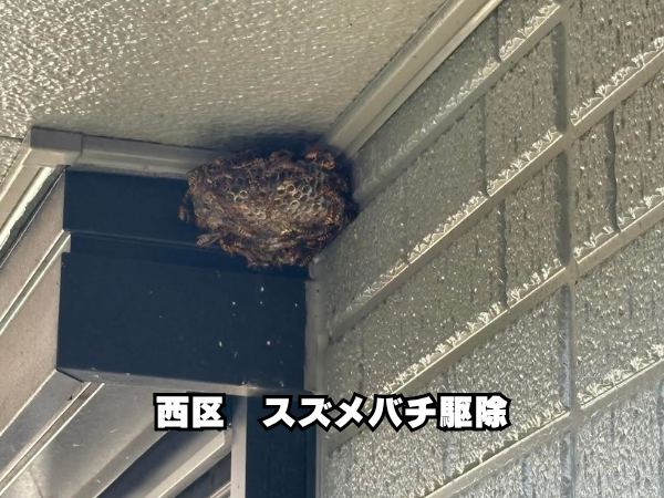 西区　アシナガ