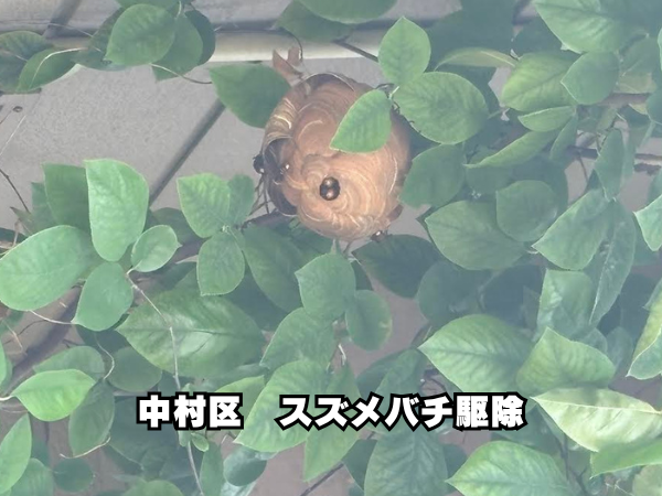nakamura-suzumebachi
