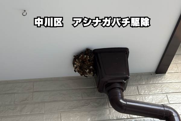 中川区　アシナガバチ