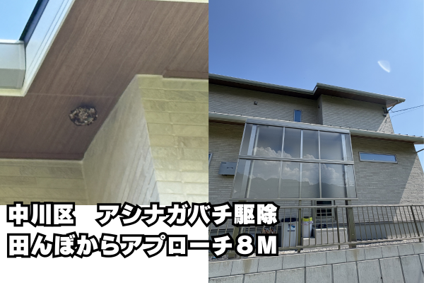 高所　アシナガバチ駆除