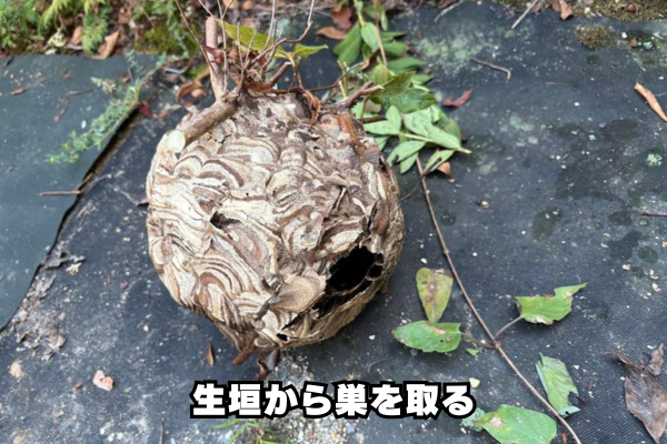生垣　スズメバチ