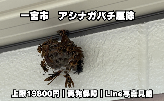 一宮　蜂駆除　料金　アシナガバチ駆除