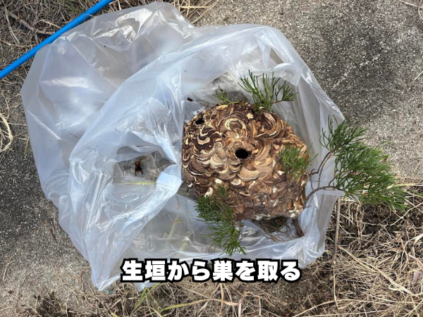 suzumebachi