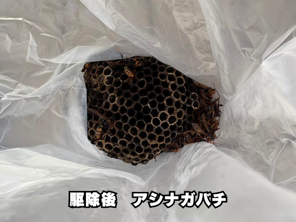 西区　アシナガ