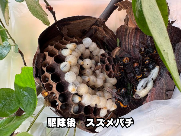 中村区　スズメバチ