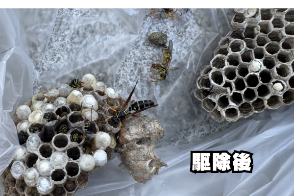 給湯器　アシナガバチ