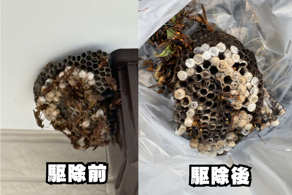 中川区　アシナガバチ