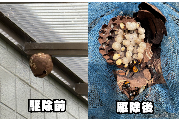西区　スズメバチ