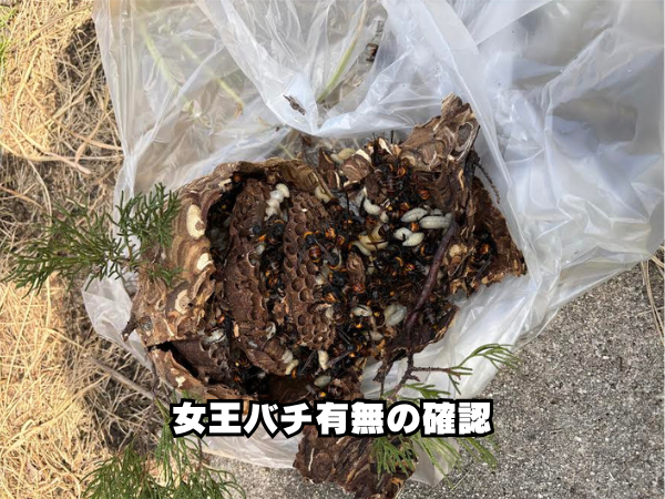 suzumebachi