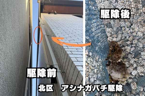 北区　高所　アシナガバチ
