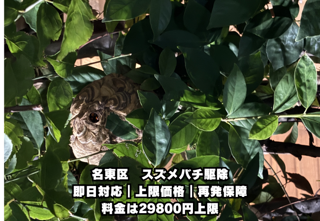 名東区　スズメバチ駆除　　料金　実例