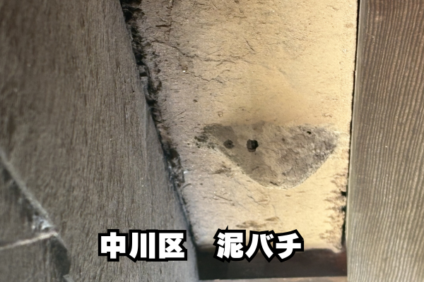 中村区　泥バチ