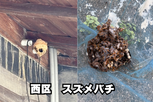 西区　スズメバチ