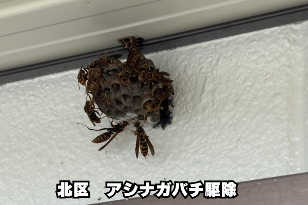 北区　アシナガ　ベランダ