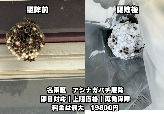 名東区　アシナガバチ駆除　
