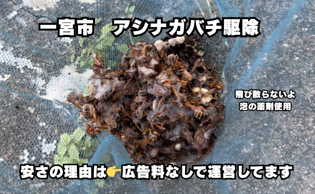 アシナガバチ駆除料金　一宮市　