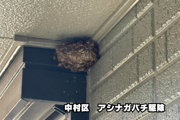 中村　アシナガバチ　ベランダ