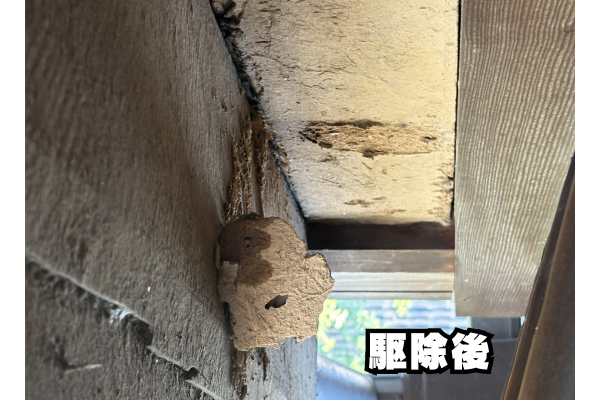 中川区　泥バチ