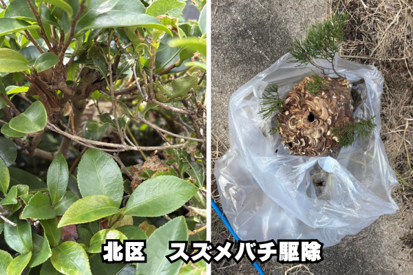 北区　スズメバチ