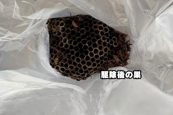 中村区　アシナガバチ駆除後