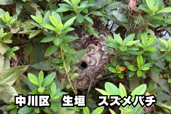 生垣　スズメバチ駆除