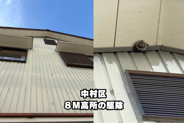 中村区　高所アシナガ