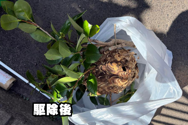 中川区　スズメバチ