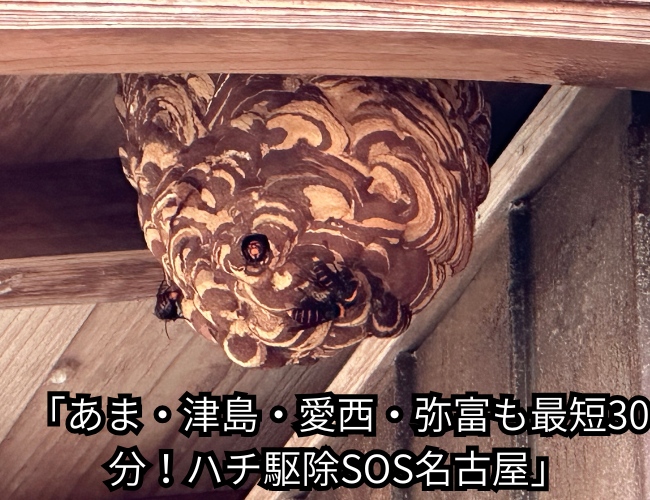 「あま・津島・愛西・弥富も最短30分！ハチ駆除SOS名古屋」