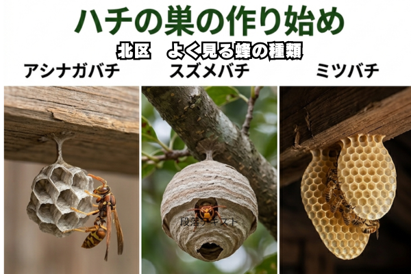 北区　蜂種類