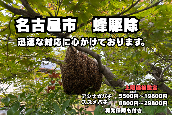 名古屋市　蜂駆除　迅速対応　上限価格ありで安心