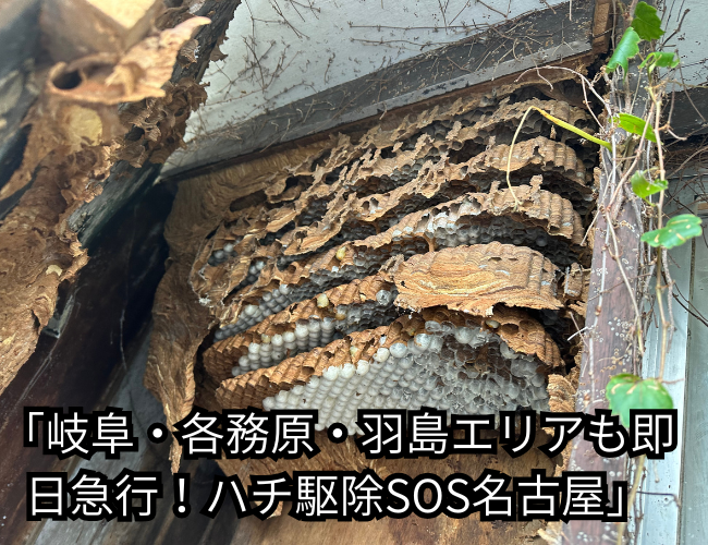 岐阜市　蜂駆除　料金