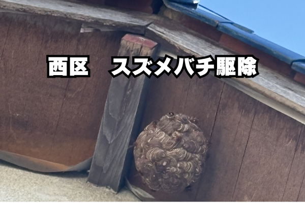 西区　スズメバチ