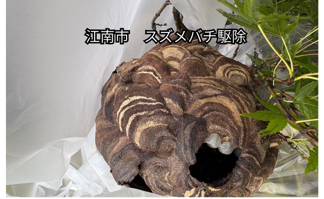 江南市　スズメバチ駆除