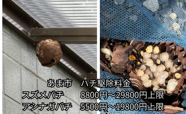 あま市　スズメバチ駆除