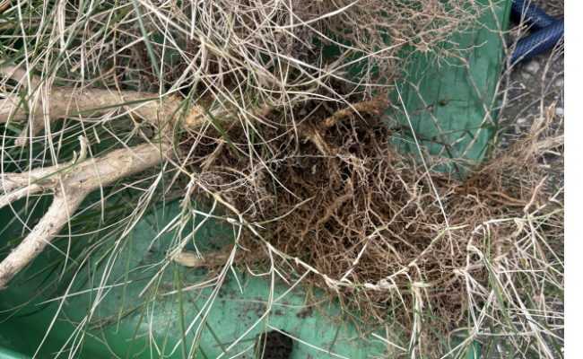アシナガバチ　木の撤去