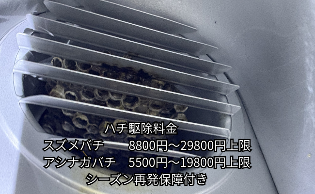 愛西市　アシナガバチ駆除