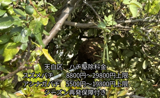 天白区　スズメバチ駆除