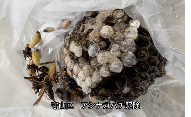 守山区　アシナガバチ