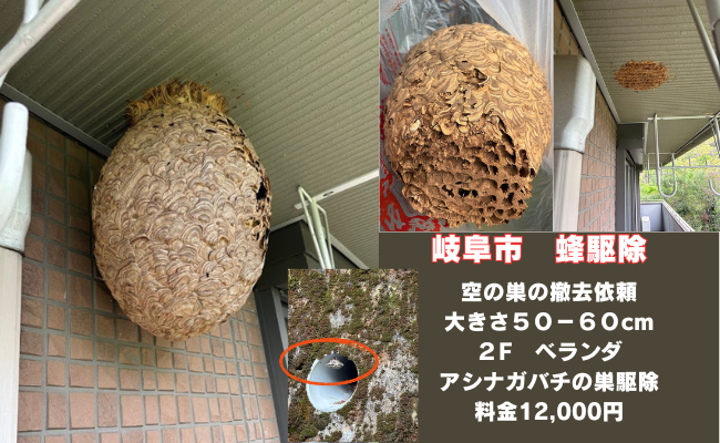 岐阜市　アシナガバチ　スズメバチ　駆除