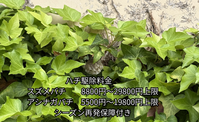 愛西市　アシナガバチ駆除