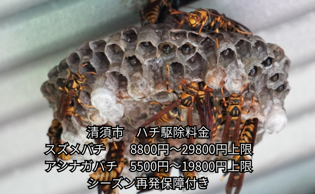 清須市　アシナガバチ駆除