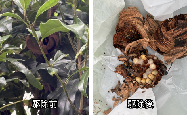 緑区 ハチ駆除