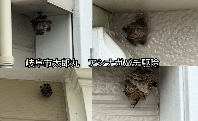 岐阜市　アシナガバチ駆除