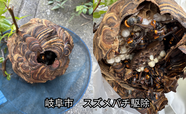 岐阜市　ハチ駆除