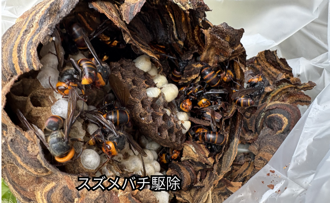 江南市　ハチ駆除