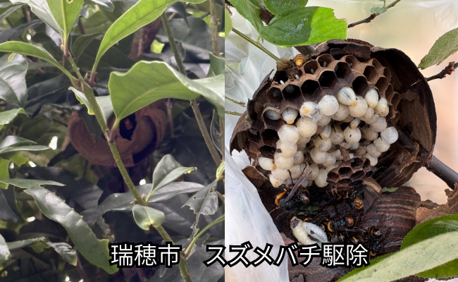 小牧市　ハチ駆除